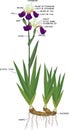 Parts of iris flowering plant